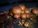 NAMEKO_75_1.jpg