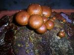 NAMEKO_75_2.jpg